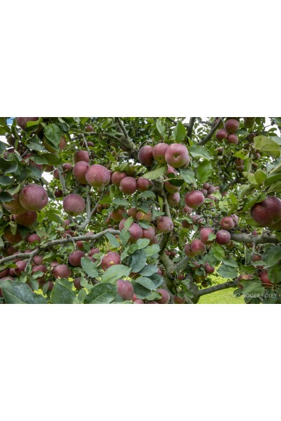 Яблуня Еліза дерево